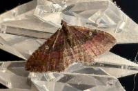 Nycterosea obstipata