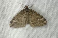 Perizoma lugdunaria