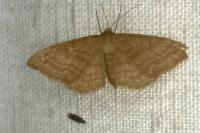 Idaea ochrata