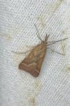 Synaphe punctalis