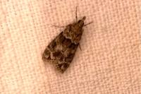 Eudonia mercurella