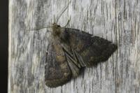 Rusina ferruginea