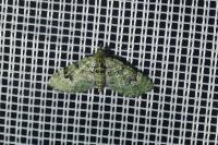 Chloroclystis v-ata