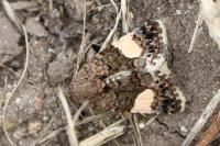 Tyta luctuosa