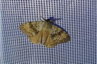 Lymantria dispar