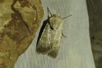 Euxoa decora simulatrix