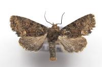 Oligia versicolor