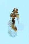 Oligia versicolor