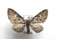 Eupithecia dodoneata