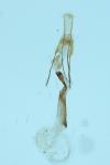Spudaea ruticilla