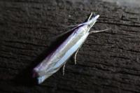Crambus pascuella
