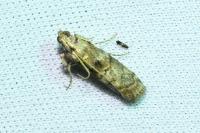 Phycita roborella