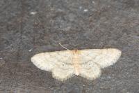 Idaea belemiata helianthemata