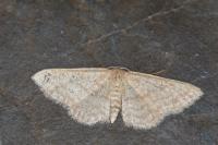Idaea obsoletaria
