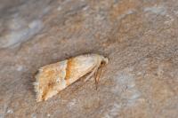 Eublemma parva