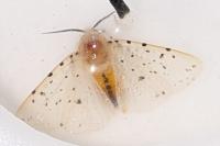 Spilosoma lubricipeda