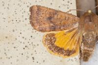 Noctua interjecta