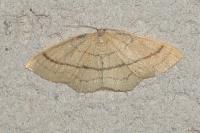 Cyclophora linearia