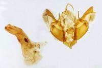 Caradrina aspersa