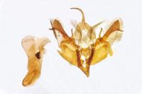 Caradrina aspersa