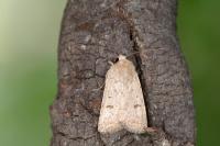 Caradrina aspersa