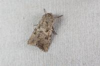 Anarta sodae
