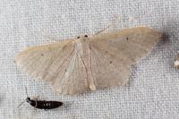 Idaea distinctaria