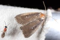 Lenisa geminipuncta