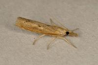 Pediasia contaminella