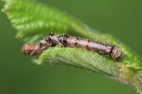 Phigalia pilosaria
