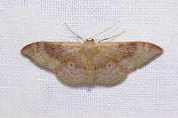 Idaea degeneraria