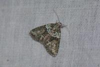 Cryphia algae