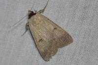 Lygephila craccae