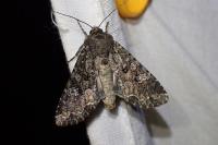 Mamestra brassicae