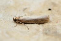Oncocera semirubella