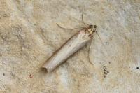 Oncocera semirubella