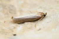 Oncocera semirubella