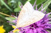 Udea lutealis