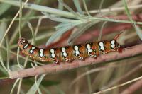 Hyles euphorbiae