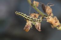 Calophasia lunula