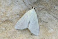 Sitochroa palealis