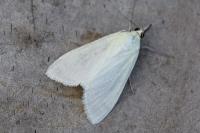 Sitochroa palealis
