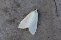 Sitochroa palealis