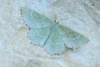 Thalera fimbrialis
