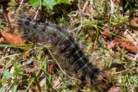 Lymantria dispar