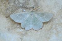 Thalera fimbrialis