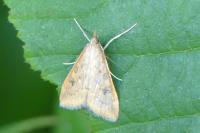 Udea ferrugalis