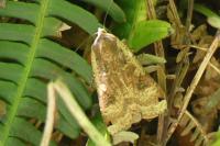 Noctua pronuba