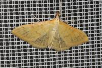 Paratalanta hyalinalis