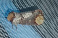 Phalera bucephala